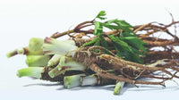Dong Quai Root